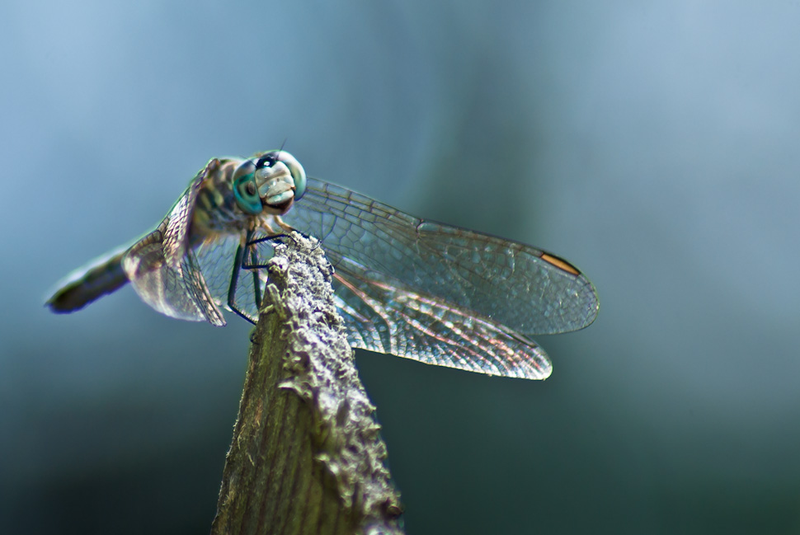 Illustration for article titled Shooting Challenge: Bugs 3
